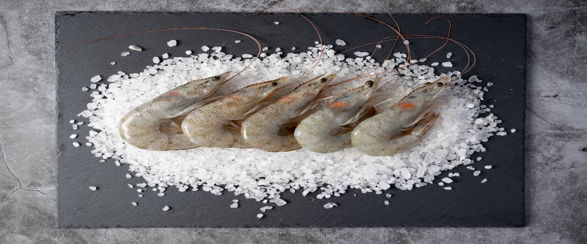 Head On White Shrimp